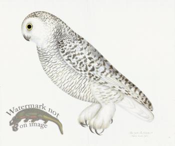 Rudbeck 027 SNOWY OWL 24x20